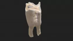 3rd cheek tooth (4th premolar) sheep (lower jaw)