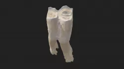 4th cheek tooth (1st molar) sheep (lower jaw)
