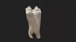 5th cheek tooth (2nd molar) sheep (lower jaw)
