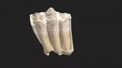 6th cheek tooth (3rd molar) sheep (lower jaw)