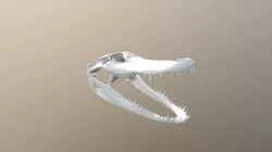Alligator Skull