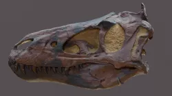 Bebetrex