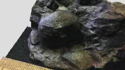Cancrinella (?) protvensis