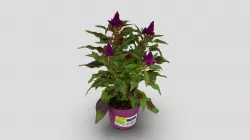Celosia
