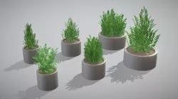 Concrete Pipe Pots with Bushes 2