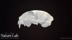 Domestic cat cranium