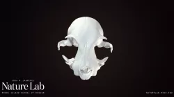 Domestic Cat Skull (full)