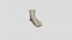 Foot Scan