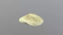 Fungidae