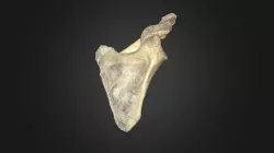 Human scapula