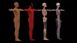 HumanA2