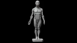 Male Planes of the Body - John Asaro