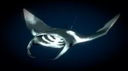 Manta