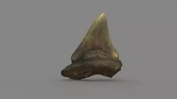 Megalodon Tooth