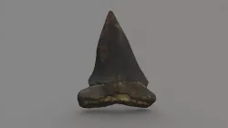 Megalodon Tooth