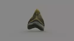 Megalodon Tooth (Miocene)
