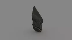 Megalodon Tooth
