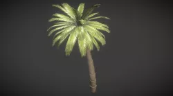 Palm