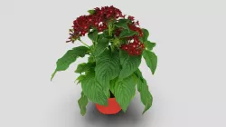 Pentas