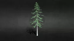 Pine/Cemara