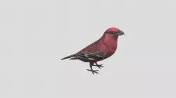 Pine Grosbeak