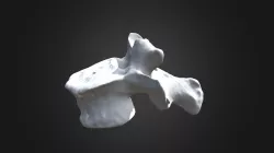 Pongo pygmaeus, L1 vertebra