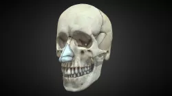 Realistic human skull