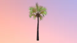 Sabal palm (Sabal palmetto) DRAFT