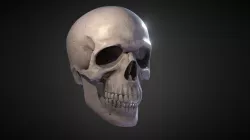 SKULL 3D