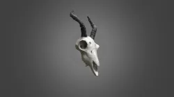 Skull 3D Scan - Test01