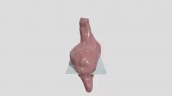 Stomach