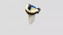 teeth
