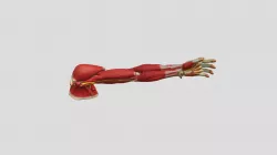 The Arm at LW Tech