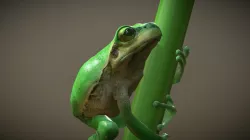 Treefrog