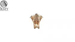 9049 Big Horn Sheep