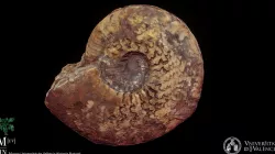 Ammonites Hildoceras