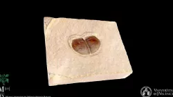 Aptichus