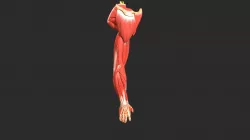 Arm
