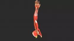 Arm Inverse