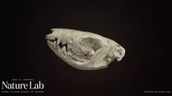 Baby Opossum Skull