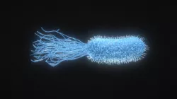 Bacteria