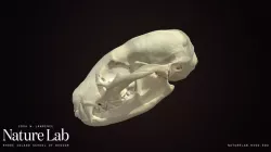 Badger Skull