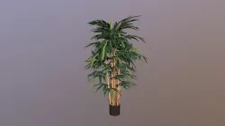 Bamboo