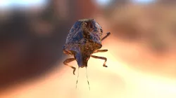 Brown Marmorated Stink bug