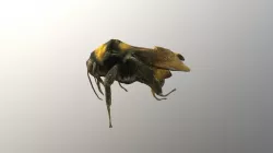 Bumble bee