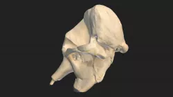 cranium (cranium) indian elephant