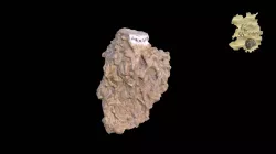 Crinoid - holdfast