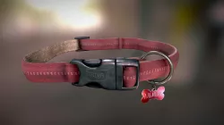 Dog's collar