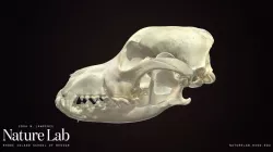 Domestic Dog Skull