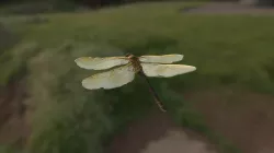 Dragonfly